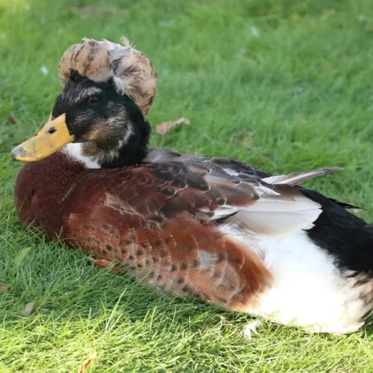 Crested duck