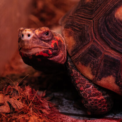 African Spurred Tortoise