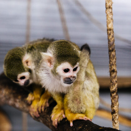 Saimiri (squirrel monkey)