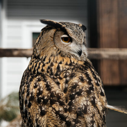 Eurasian Eagle-Owl