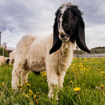 Lohi is a long-eared breed of sheep