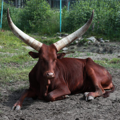 Watusi