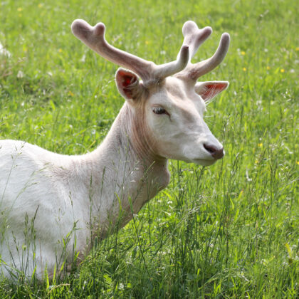 White deer