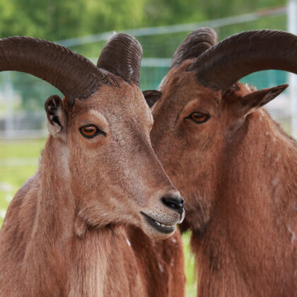 Barbary Sheep