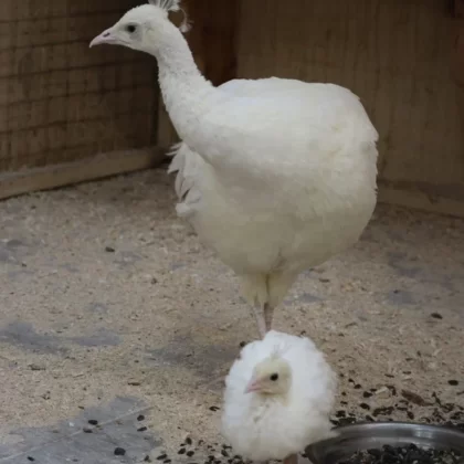 White Peafowl