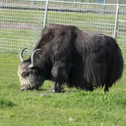 Domestic Yak