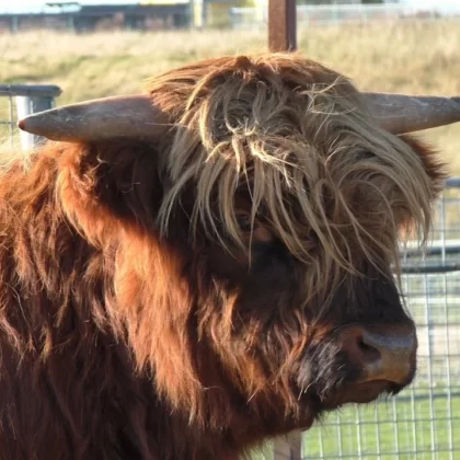 Highland Cattle