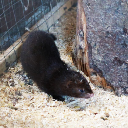 European Mink