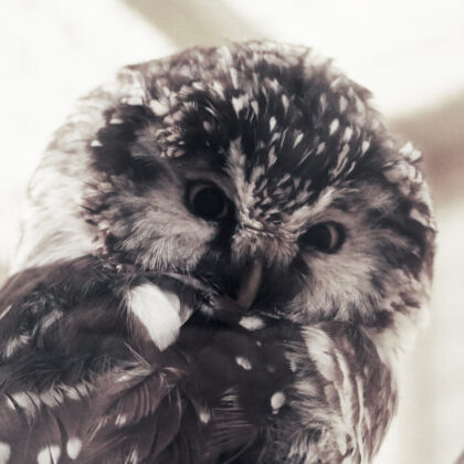 Ural Owl