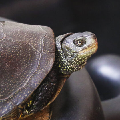 European Pond Turtle