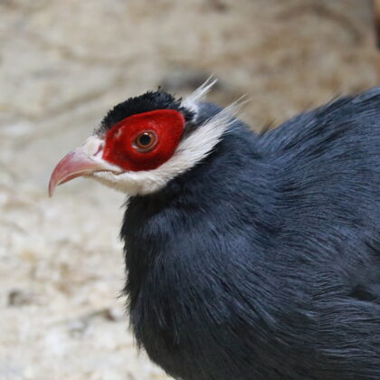 Blue Eared Pheasant