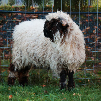 Valais blacknose sheep