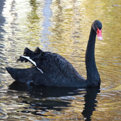 Black Swan