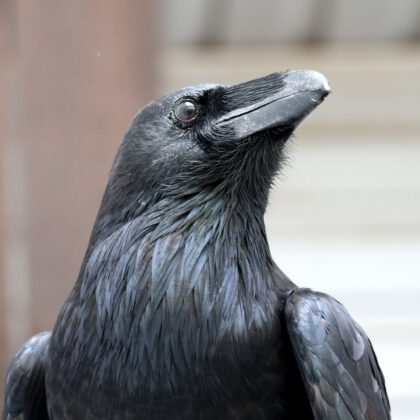 Common Raven