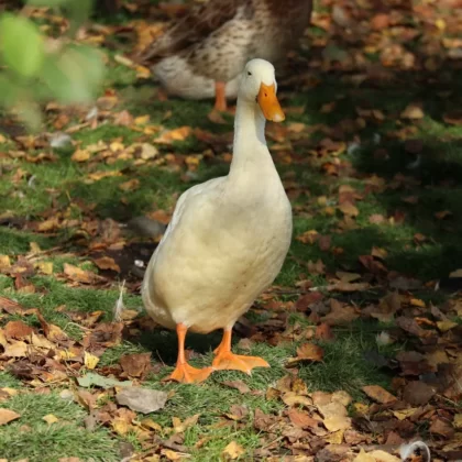 Indian Runner Duck