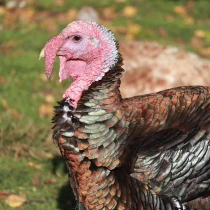 Domestic Turkey