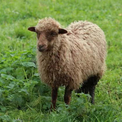 Dwarf Sheep