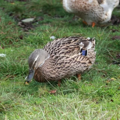 Mallard Duck