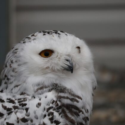 Snowy Owl