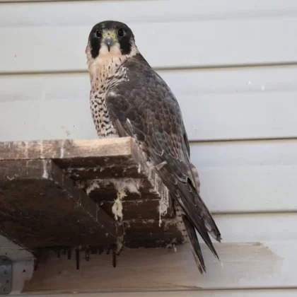 Peregrine Falcon