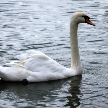 Mute Swan