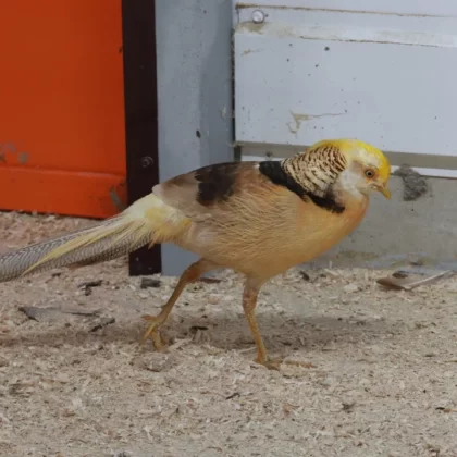 Golden Pheasant