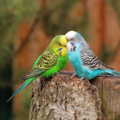 Budgerigars